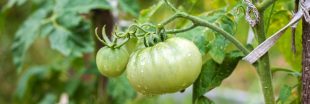 Faire mûrir ses dernières tomates en automne pour ne pas les perdre : les astuces infaillibles