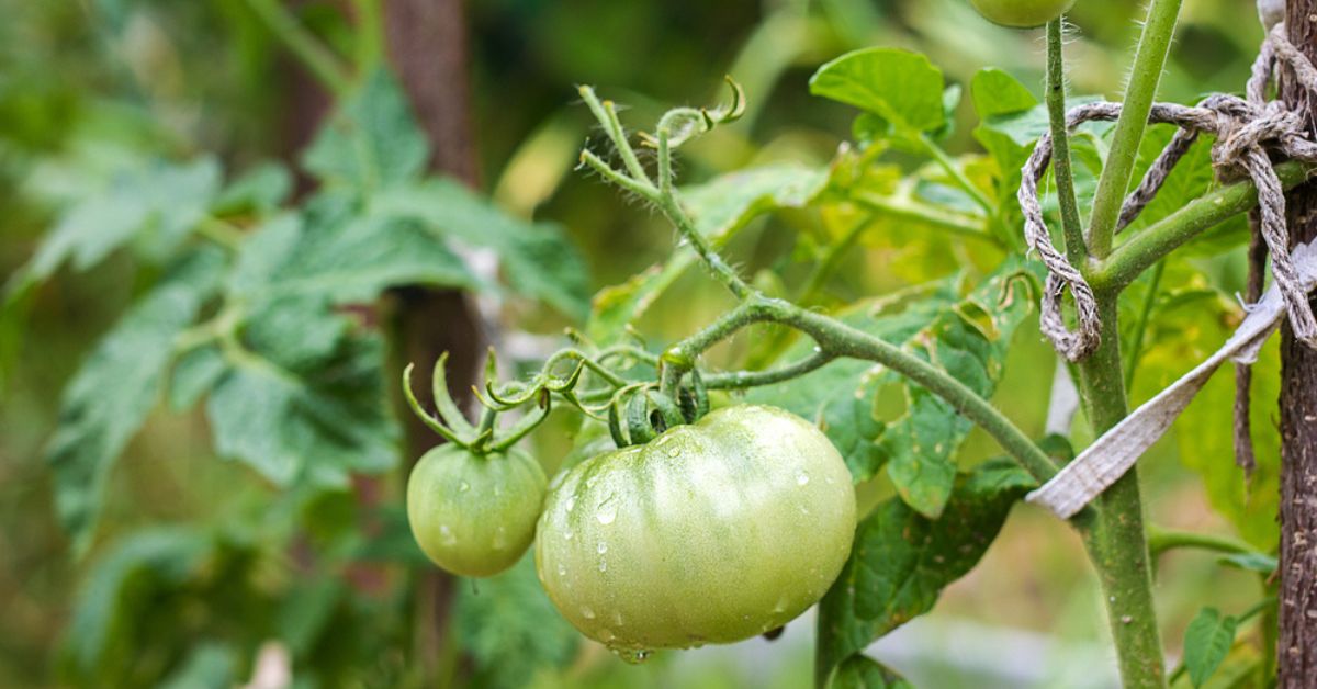 Faire mûrir ses dernières tomates en automne pour ne pas les perdre : les astuces infaillibles