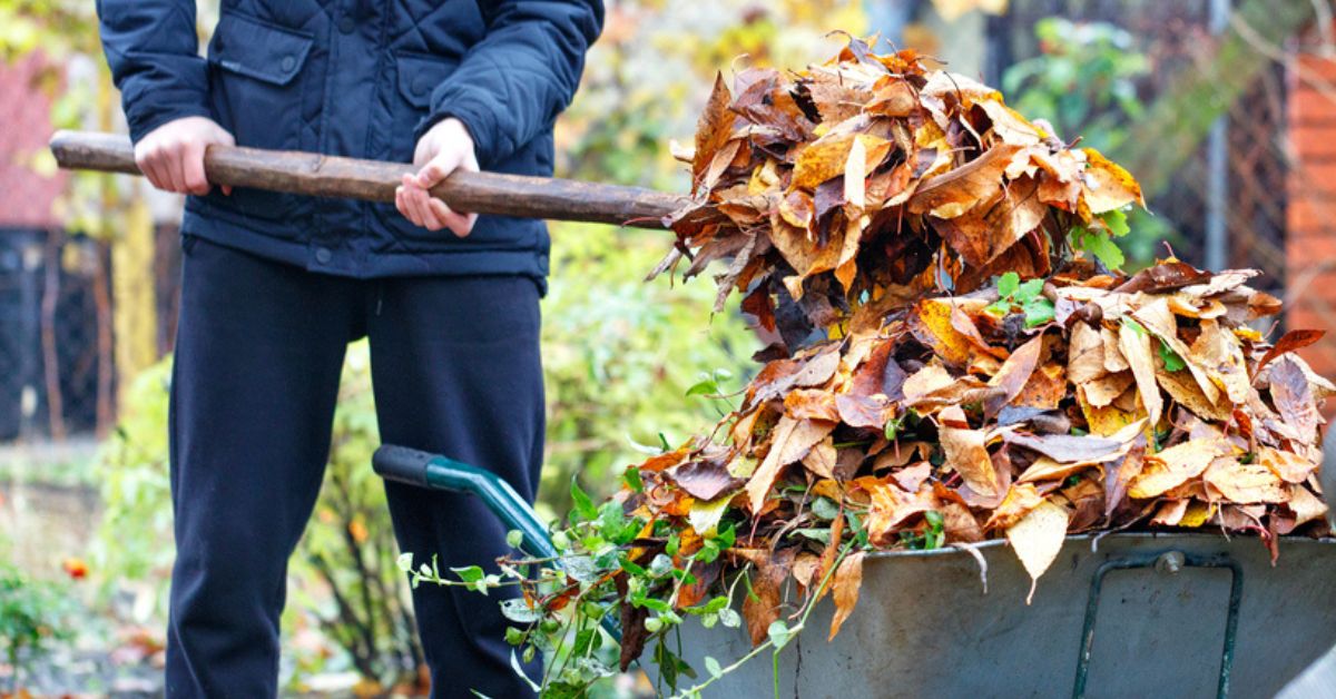 Feuilles mortes au jardin : pourquoi vous ne devez surtout pas vous en débarrasser