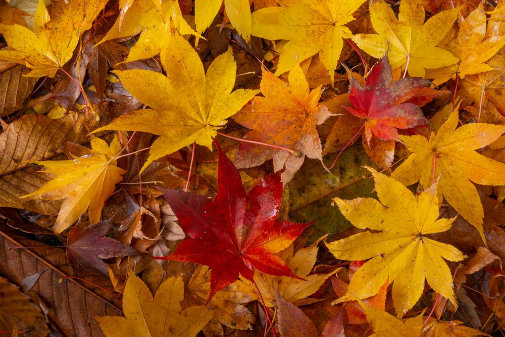 Des feuilles mortes au jardin en automne