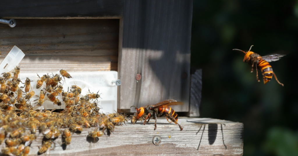 Biodiversité : alerte au frelon oriental observé en Europe