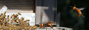 Biodiversité : alerte au frelon oriental observé en Europe