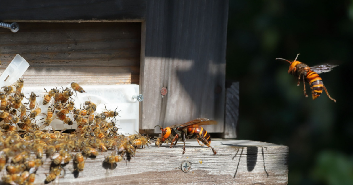 Biodiversité : alerte au frelon oriental observé en Europe Biodiversité : alerte au frelon oriental observé en Europe