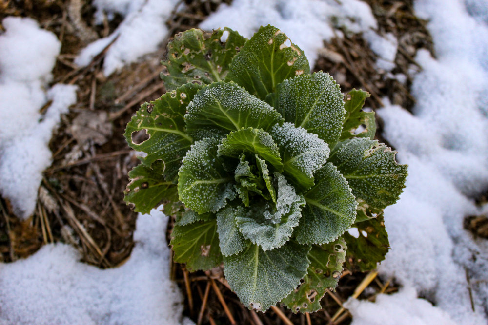Un chou, légume à cultiver en hiver