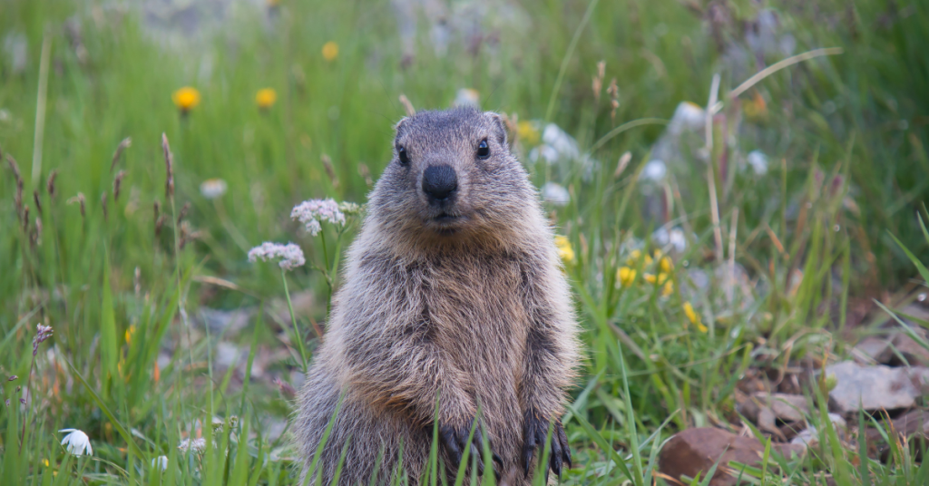 La marmotte pourtant protégée est toujours chassée en France !