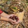 Marron et châtaigne : qui est comestible, qui est toxique ? Marron et châtaigne : qui est comestible, qui est toxique ?