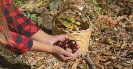 Marron et châtaigne : qui est comestible, qui est toxique ? Marron et châtaigne : qui est comestible, qui est toxique ?