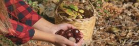 Marron et châtaigne : qui est comestible, qui est toxique ? Marron et châtaigne : qui est comestible, qui est toxique ?