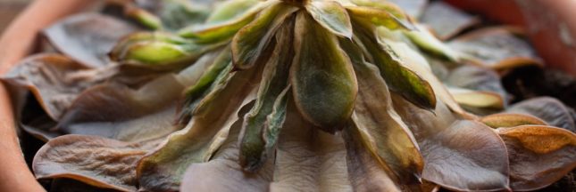 Une plante grasse en train de pourrir