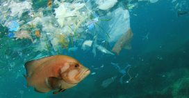 Pollution plastique : mise en demeure de 9 grands groupes français, sommés de mieux faire