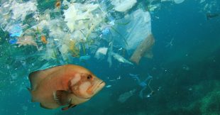 Pollution plastique : mise en demeure de 9 grands groupes français, sommés de mieux faire