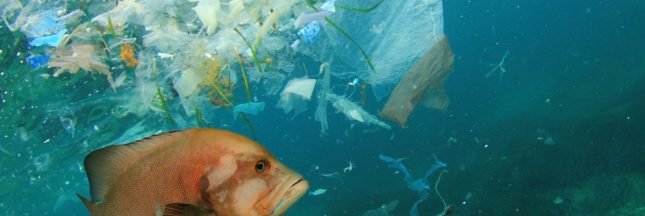La pollution plastique dans les océans