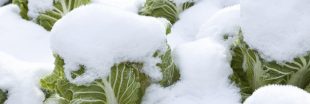 Un potager d'hiver productif en légumes, c'est possible avec ces conseils essentiels !