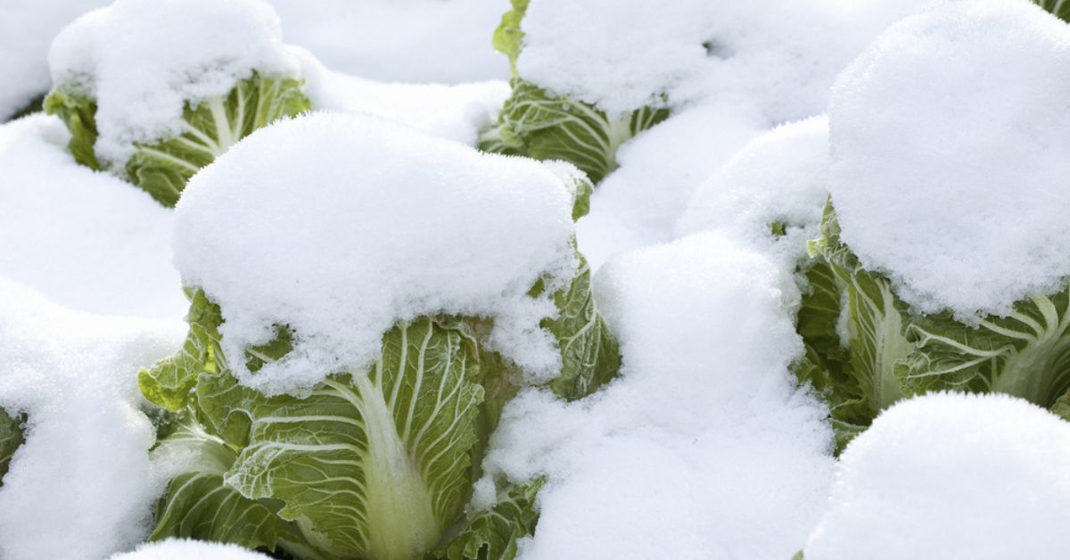 Un potager d’hiver productif en légumes, c’est possible avec ces conseils essentiels !