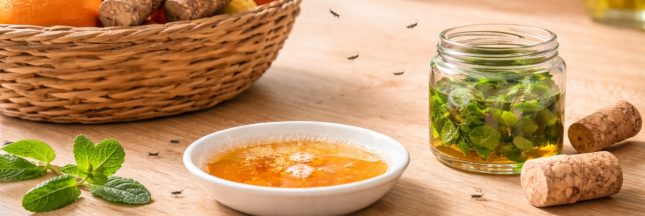 comment se débarrasser des moucherons