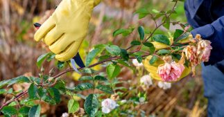 Tailler les rosiers après l'été : tout savoir sur la taille automnale Tailler les rosiers après l'été : tout savoir sur la taille automnale