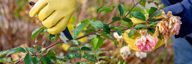 Comment tailler les rosiers en automne ?