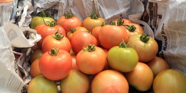 Faire mûrir les tomates avec du papier journal