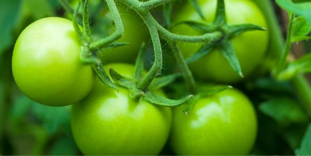 Faire mûrir des tomates encore vertes
