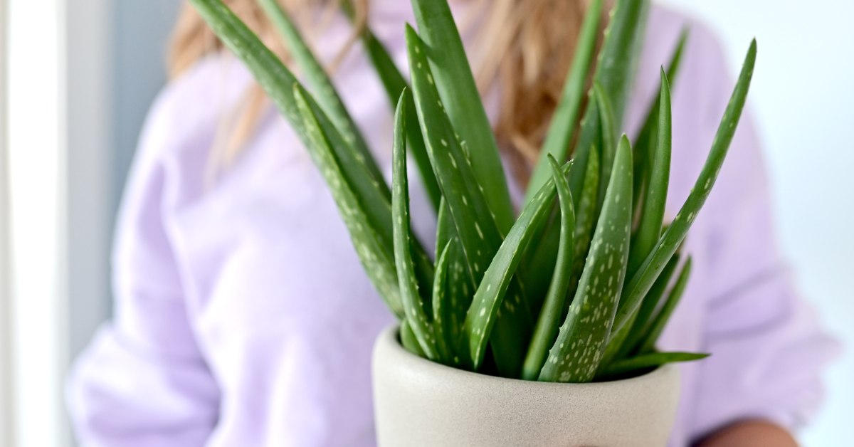 Prendre soin de son aloe vera... parce qu'il le vaut bien !
