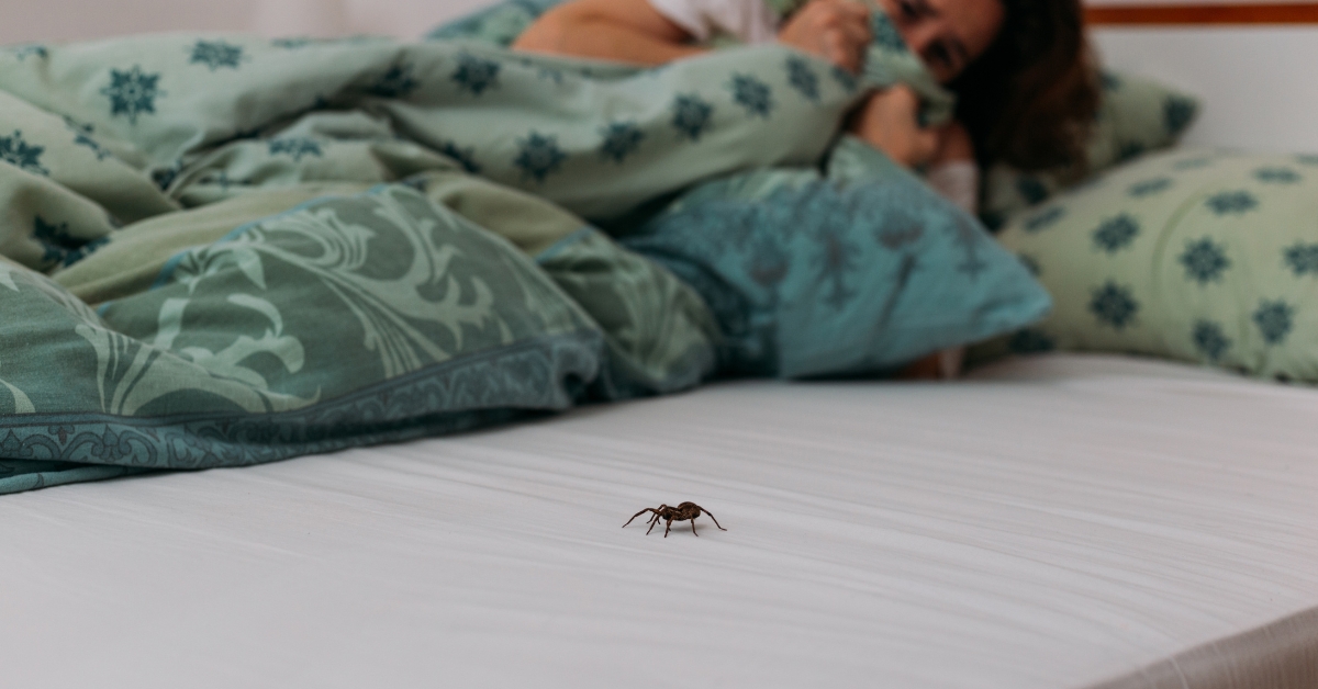 Les araignées piquent-elles plus la nuit dans les lits ? Les araignées piquent-elles plus la nuit dans les lits ?