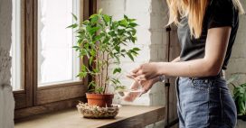 L’astuce pratique pour savoir quand arroser les plantes d’intérieur