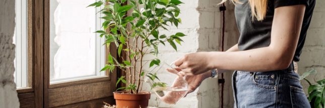 Arroser les plantes d'intérieur