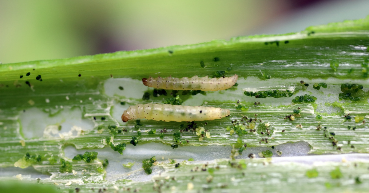 De la bave de larve pour dévorer le plastique ? De la bave de larve pour dévorer le plastique ?