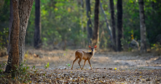 Chasse : quelles espèces sont les plus tuées en France ? Chasse : quelles espèces sont les plus tuées en France ?