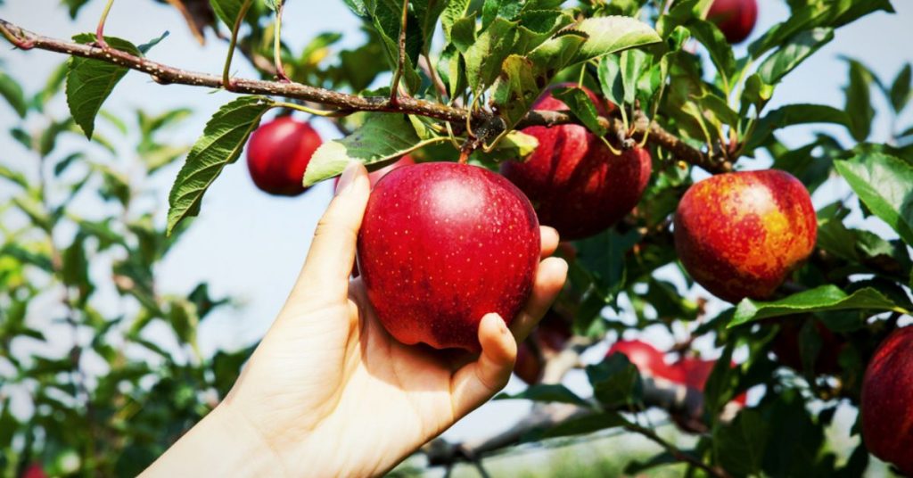 Récoltes au verger : 4 erreurs courantes qui nuisent à la qualité de vos fruits