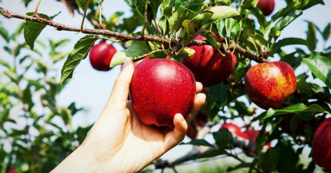 Récoltes au verger : 4 erreurs courantes qui nuisent à la qualité de vos fruits