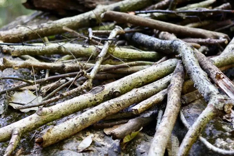 Ramasser du bois et des feuilles mortes en forêt : attention à l’amende élevée ! Bois-chauffage-foret-768x512.jpg