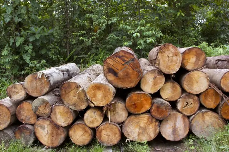 Ramasser du bois et des feuilles mortes en forêt : attention à l’amende élevée ! Bois-coupes-foret-768x512.jpg