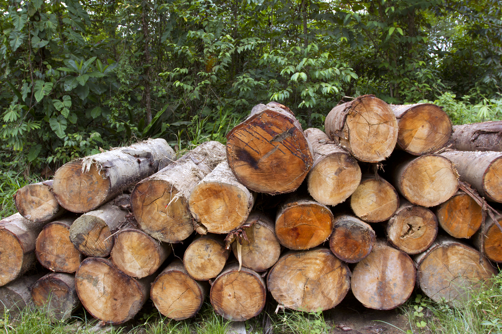 Couper du bois de chauffage en forêt