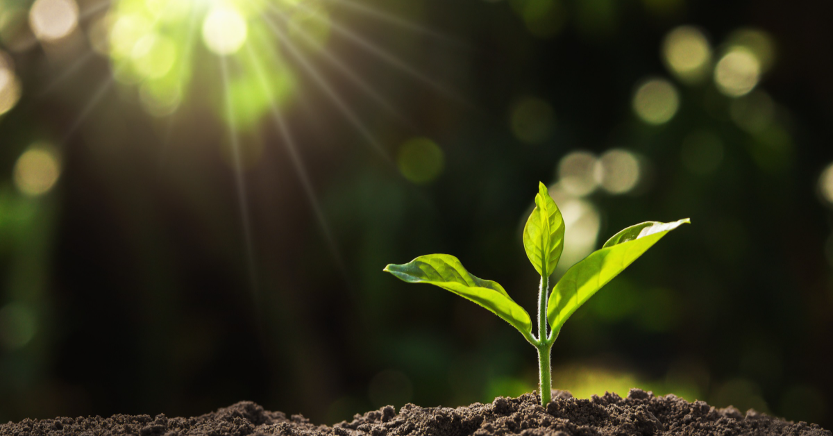 Toussaint : Être transformé en compost après votre décès - Pour ou contre ? Toussaint : Être transformé en compost après votre décès - Pour ou contre ?