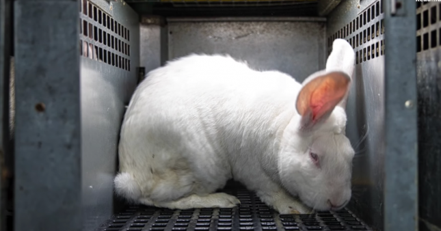 Élevage de lapins, une vie en enfer : une enquête de Pierre Rigaux chez un des leaders français
