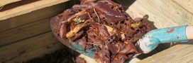 Compost : ces feuilles à ne surtout pas mettre et pourquoi Compost : ces feuilles à ne surtout pas mettre et pourquoi