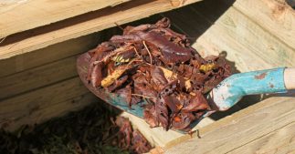 Compost : ces feuilles à ne surtout pas mettre et pourquoi Compost : ces feuilles à ne surtout pas mettre et pourquoi