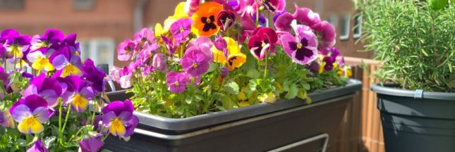 Des plantes en fleurs pour un balcon fleuri en automne