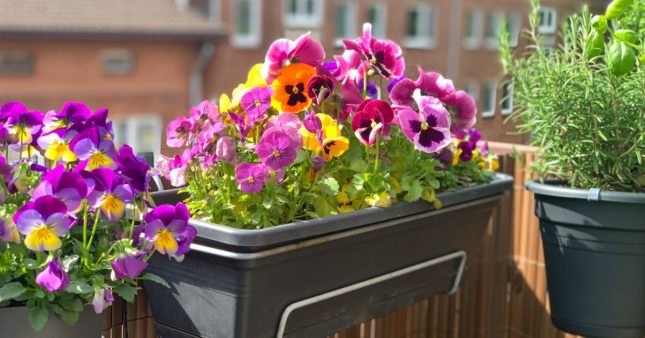 Profitez d’un balcon fleuri en automne avec 5 plantes aux fleurs chatoyantes !