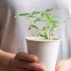 Potager d'intérieur : 5 légumes à faire pousser à la maison, sans jardin