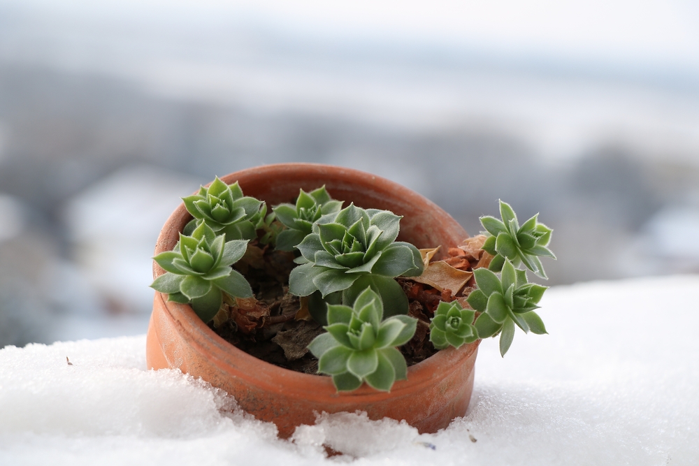 Une plante grasse en hiver