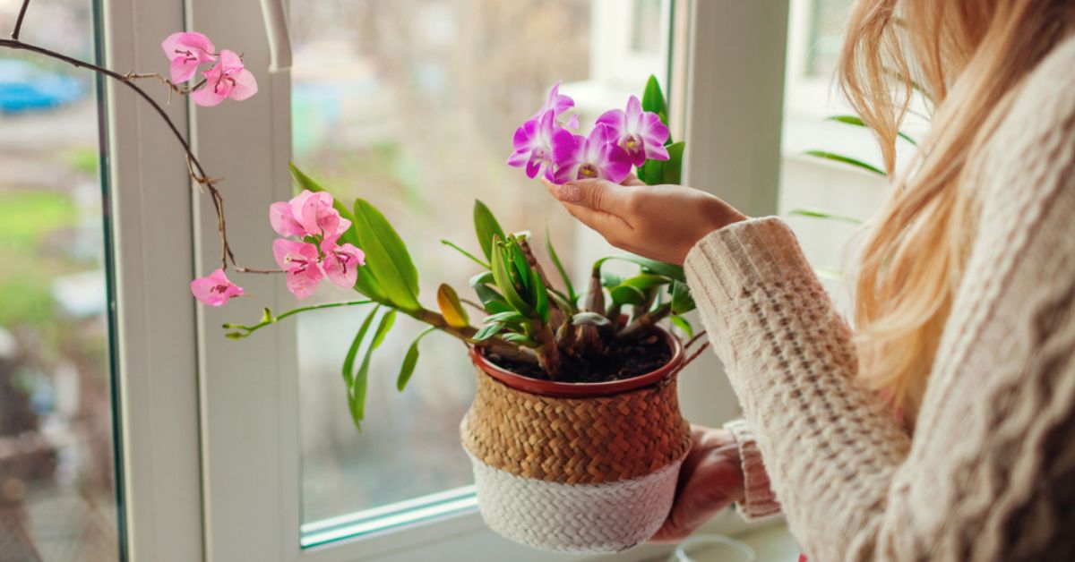 Ces plantes à rentrer absolument dès l’automne, avant même l’hiver