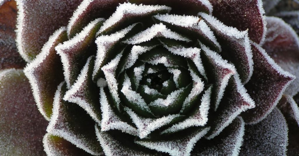10 plantes grasses résistantes au gel pour embellir votre extérieur en hiver