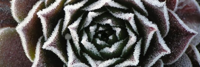Les plantes grasses qui survivent au gel en hiver