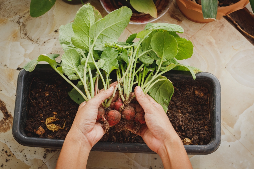 Un radis qui pousse en pot, légume à cultiver en intérieur