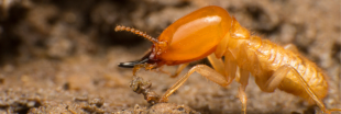 Réchauffement climatique : l'impact des termites sur la planète est préoccupant