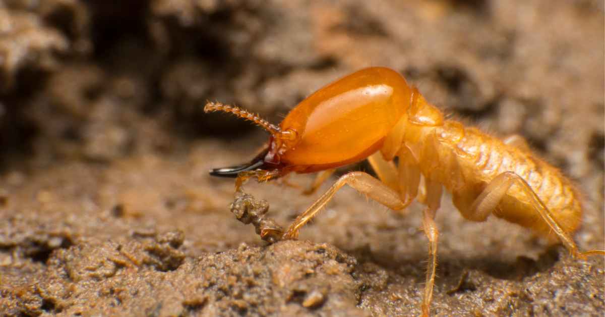 Réchauffement climatique : l'impact des termites sur la planète est préoccupant Réchauffement climatique : l'impact des termites sur la planète est préoccupant