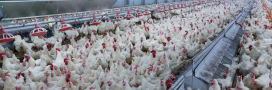 Élevage intensif de poulets : carton rouge pour Burger King et McDonald's