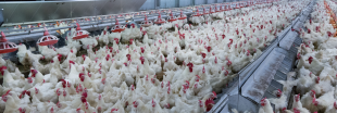 Élevage intensif de poulets : carton rouge pour Burger King et McDonald's Élevage intensif de poulets : carton rouge pour Burger King et McDonald's